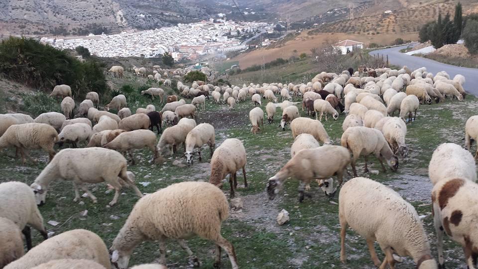 Hostal Vista A La Sierra Valle de Abdalagís Dış mekan fotoğraf